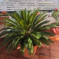 Cycas revoluta con vaso