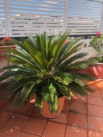 Cycas revoluta con vaso