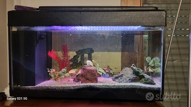 acquario 