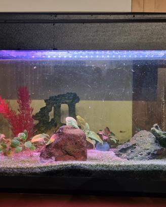 acquario 