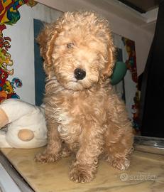 Cuccioli barboncino toy