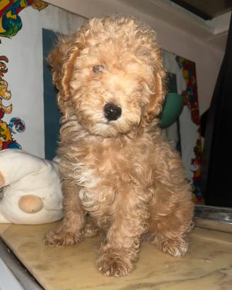 Cuccioli barboncino toy