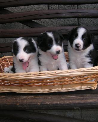 Cuccioli di border collie