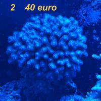 coralli colonie e frag