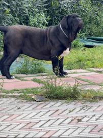 Mastino napoletano