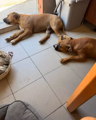 Amstaff