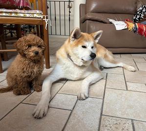 Akita Inu pedigree