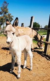 Asino, asinello, asinello