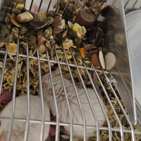 Topi, topo, pinkie, primo pelo