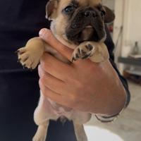 Bulldog francesi