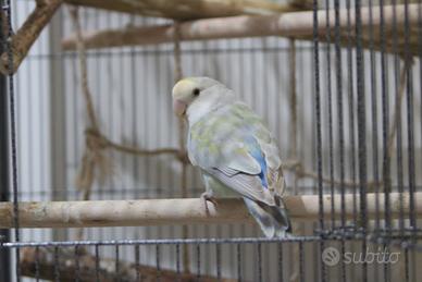 Inseparabile (Agapornis Roseicollis)+Gabbia