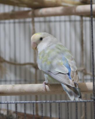 Inseparabile (Agapornis Roseicollis)+Gabbia