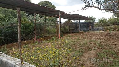 Box + paddock per cavalle