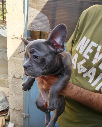 Bulldog francese