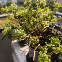 pianta di origano cubano 