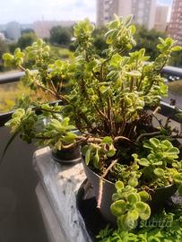 pianta di origano cubano 