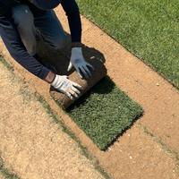 Prato Pronto di Qualità – Disponibile Subito