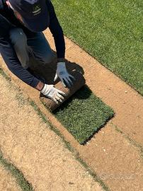 Prato Pronto di Qualità – Disponibile Subito