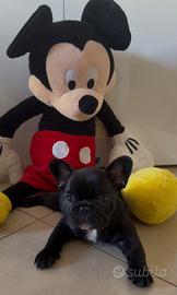 Bull dog francese