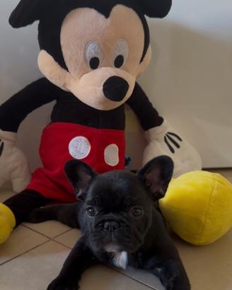 Bull dog francese