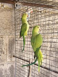 Pappagalli Parrocchetti dal collare