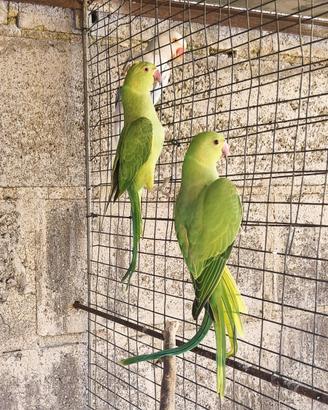 Pappagalli Parrocchetti dal collare