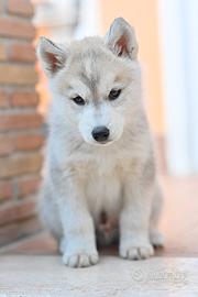 2 cuccioli di Siberian Husky