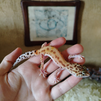 Geco leopardino femmina