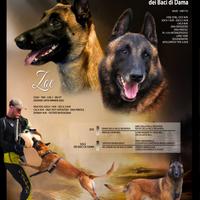 Cuccioli Pastore Belga Malinois