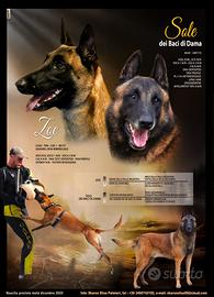 Cuccioli Pastore Belga Malinois