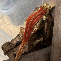 Rhacodactylus auriculatus e ciliatus