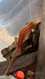 Rhacodactylus auriculatus e ciliatus