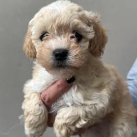 Barboncini Toy Ultimi cuccioli disponibili