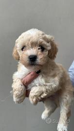 Barboncini Toy Ultimi cuccioli disponibili