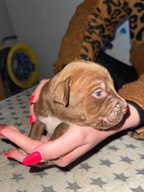 American pitbull terrier