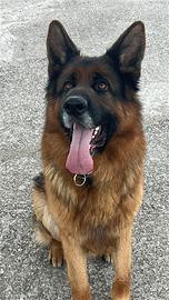 Pastore tedesco maschio