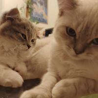 Gattini Scottish Fold e Straight