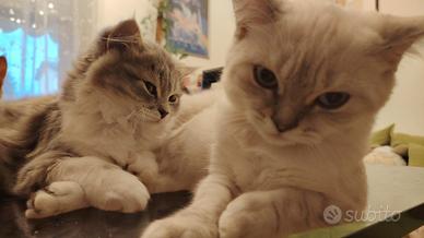 Gattini Scottish Fold e Straight