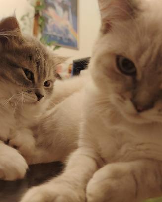 Gattini Scottish Fold e Straight