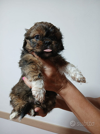 Cuccioli di shihtzu