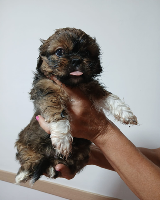 Cuccioli di shihtzu