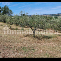 Terreno con Uliveto