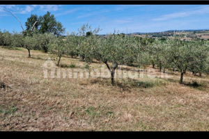 Terreno con Uliveto