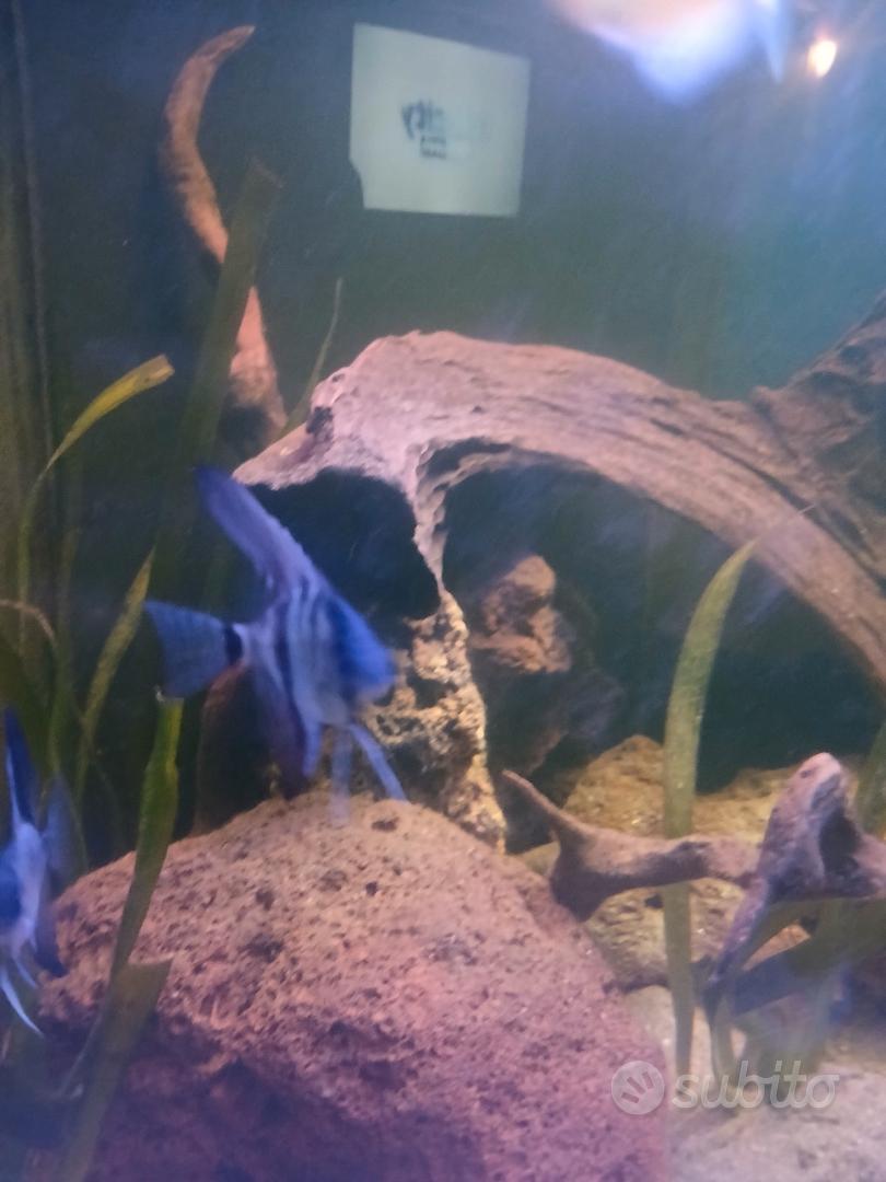 scalari - Animali In vendita a Torino