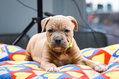 American pitbull terrier