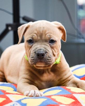 American pitbull terrier