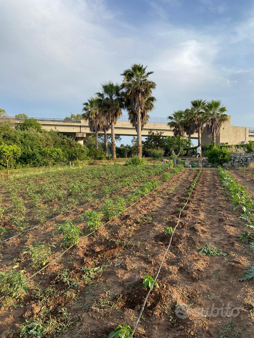 Terreno con casa rurale - Vista 6
