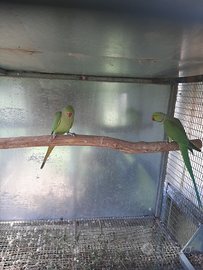 Parrocchetti dal collare