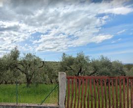 Terreno agricolo palombara sabina