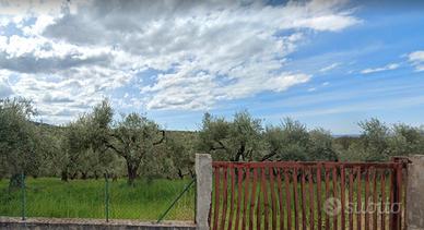 Terreno agricolo palombara sabina